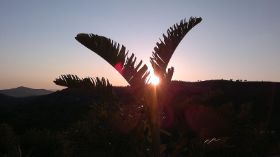 sunset banana tree.jpg